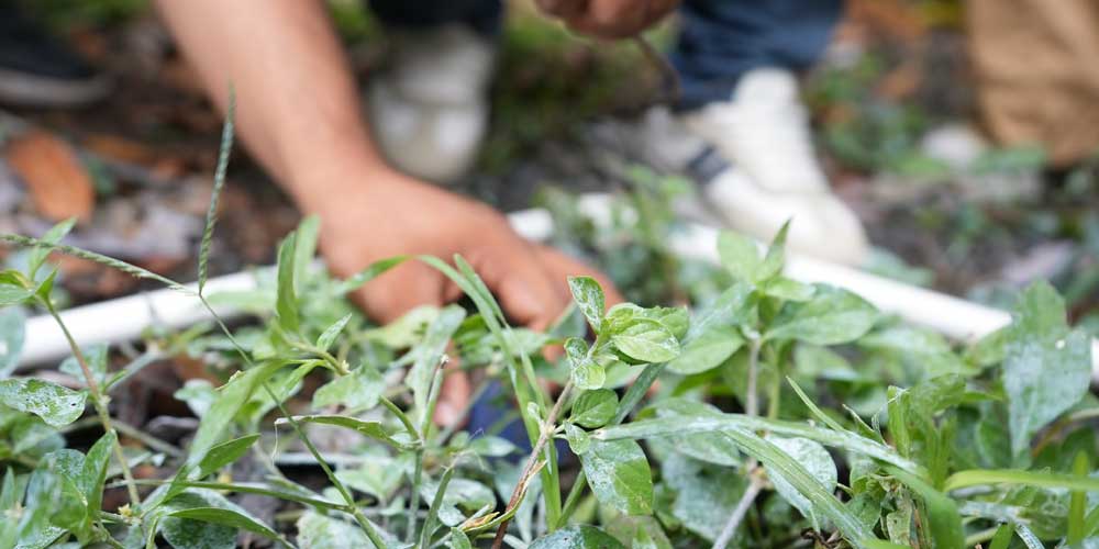 Diplomado en Educación y gestión ambiental